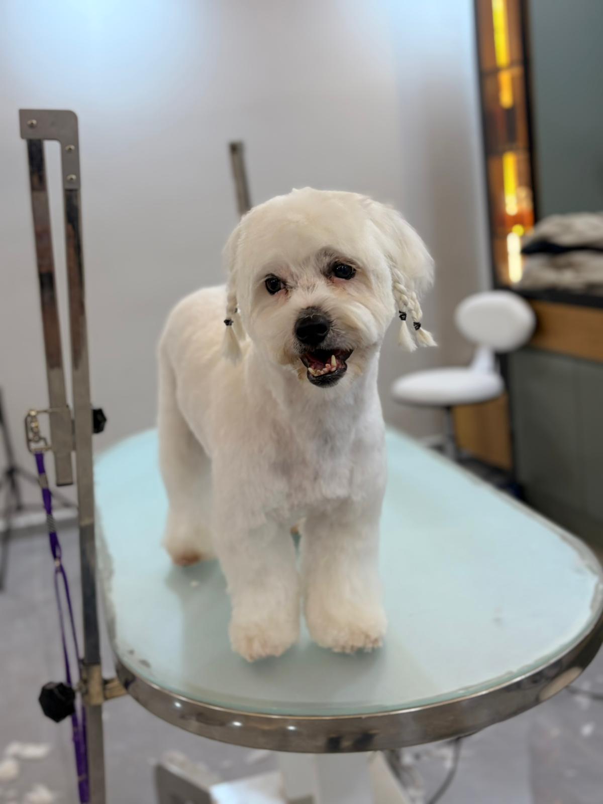 Kulak tüyleri örgülü beyaz köpeğin tıraş sonrası görünümü