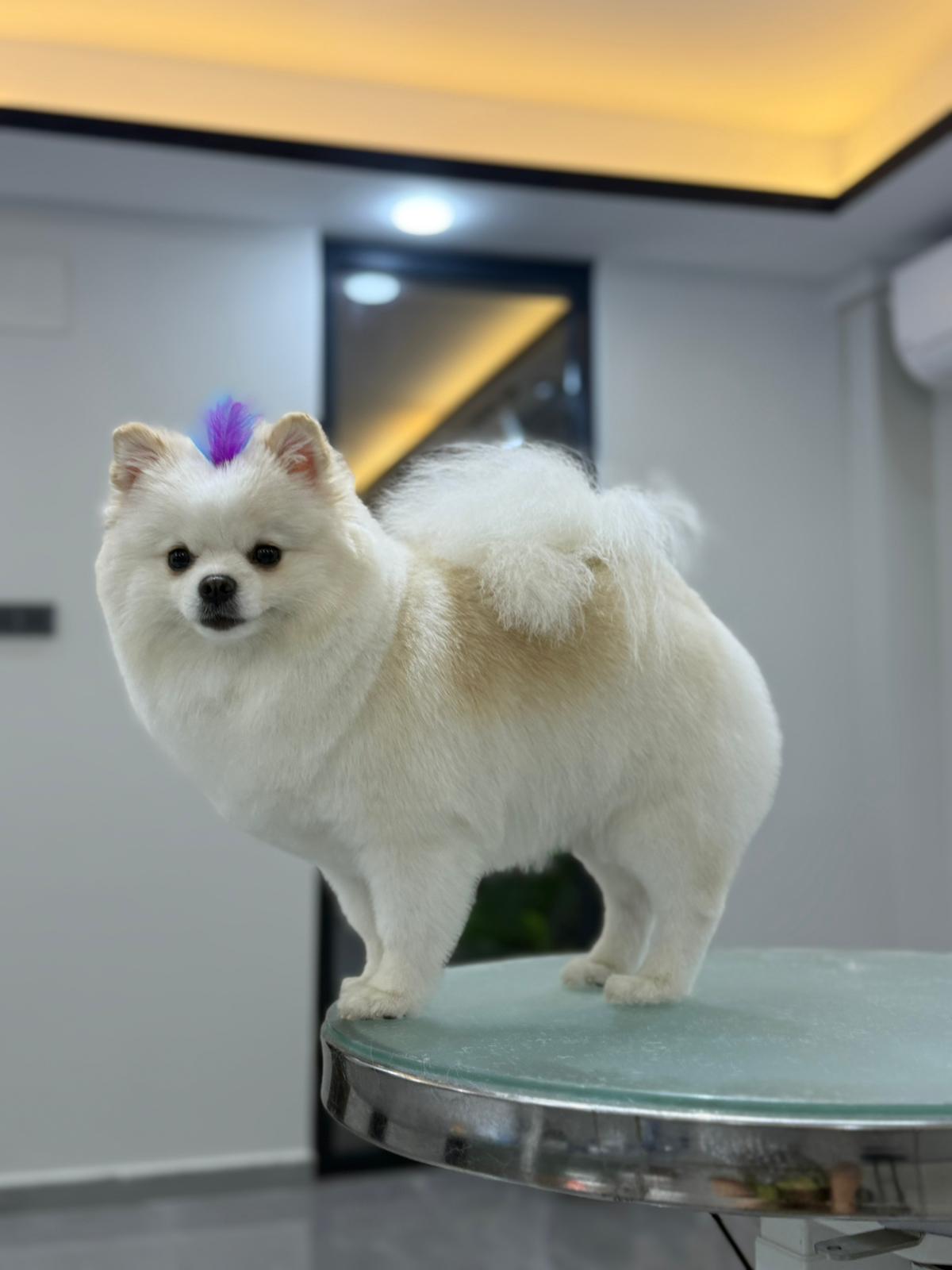 Beyaz Pomeranian köpeğinin bakım sonrası portresi