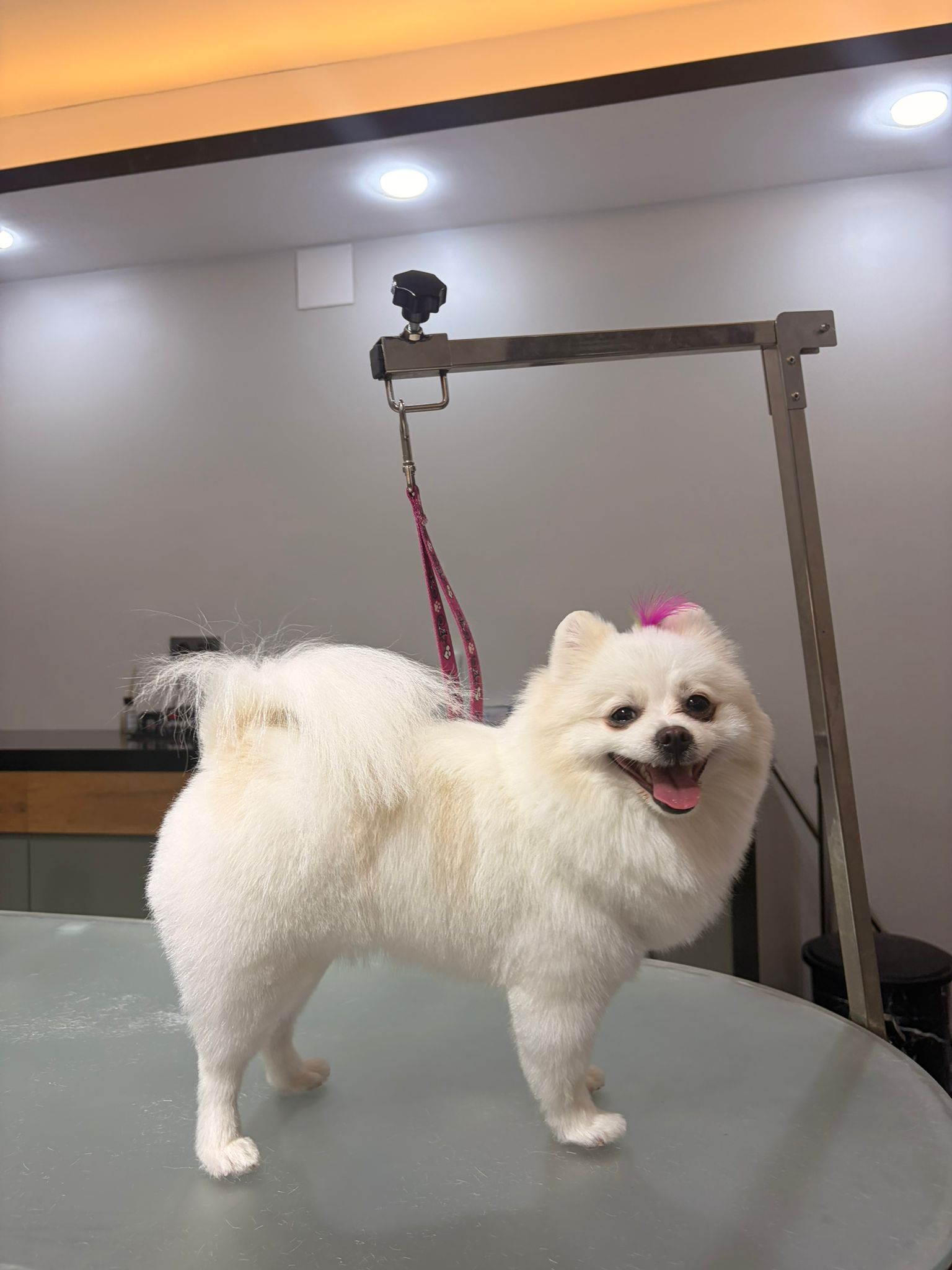 Beyaz Pomeranian köpeğinin bakım sonrası görünümü