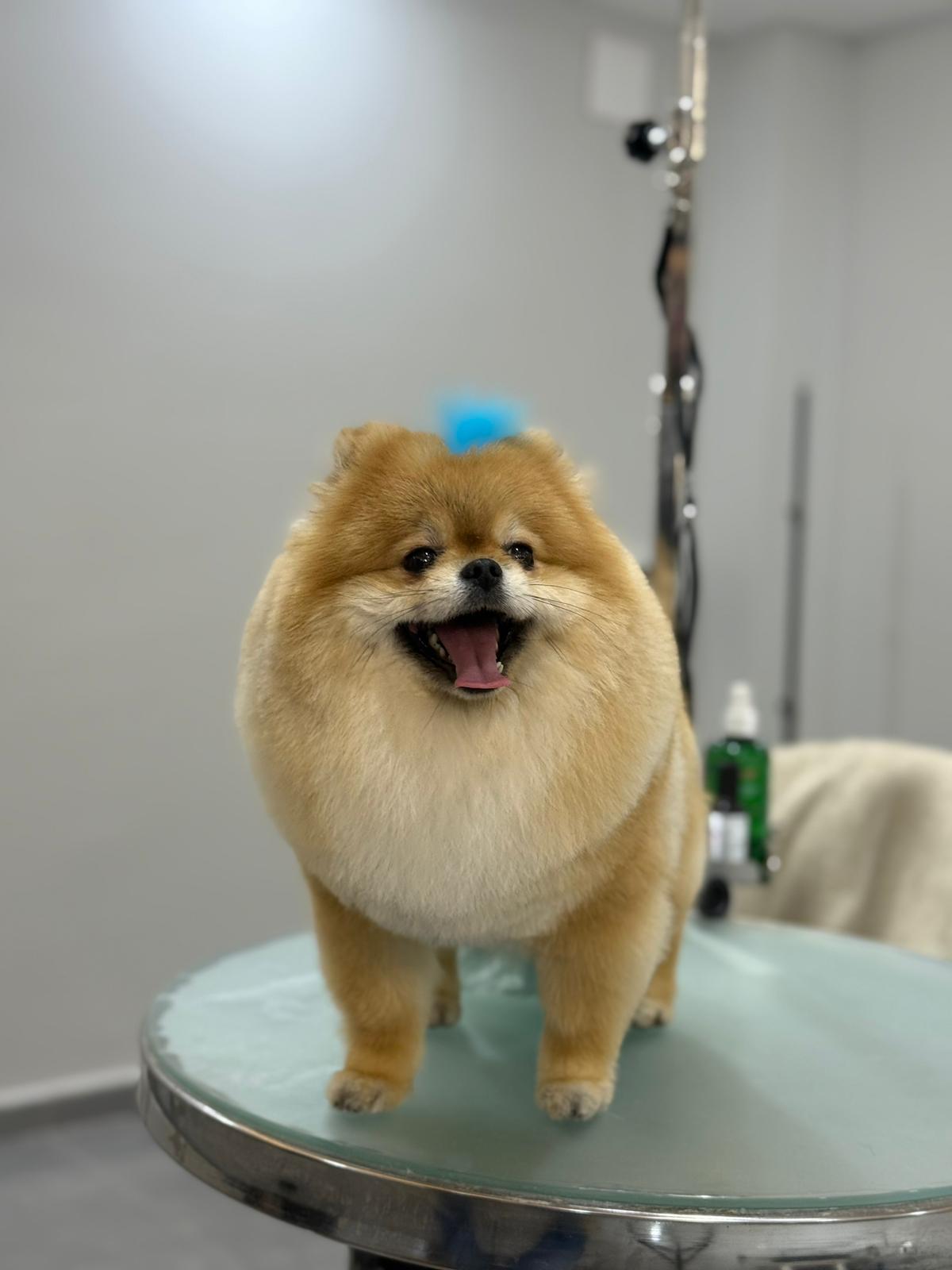 Gülümseyen Pomeranian köpeğinin profesyonel tüy bakımı