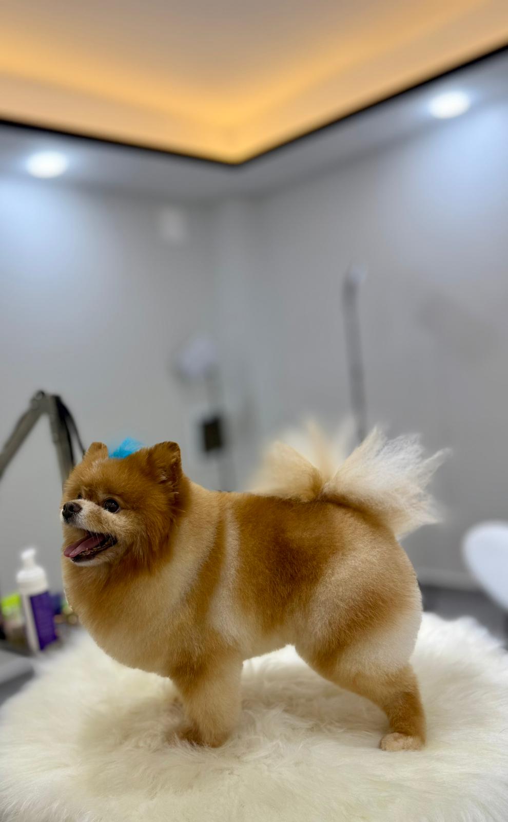 Pomeranian köpeğinin profesyonel bakım sonrası tam boy görünümü