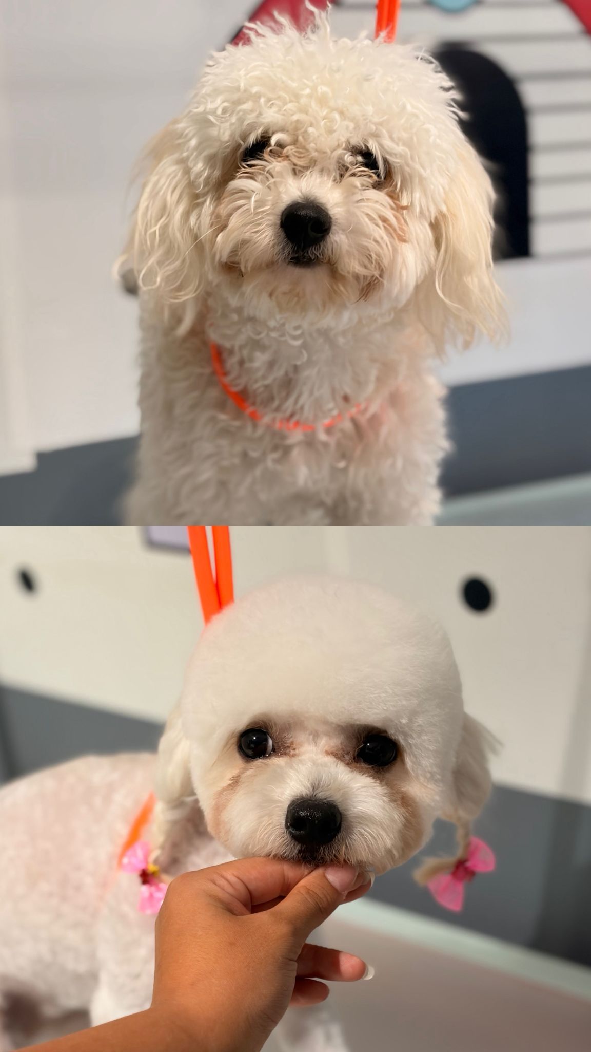 Köpek tıraşı öncesi ve sonrası sonucu 3