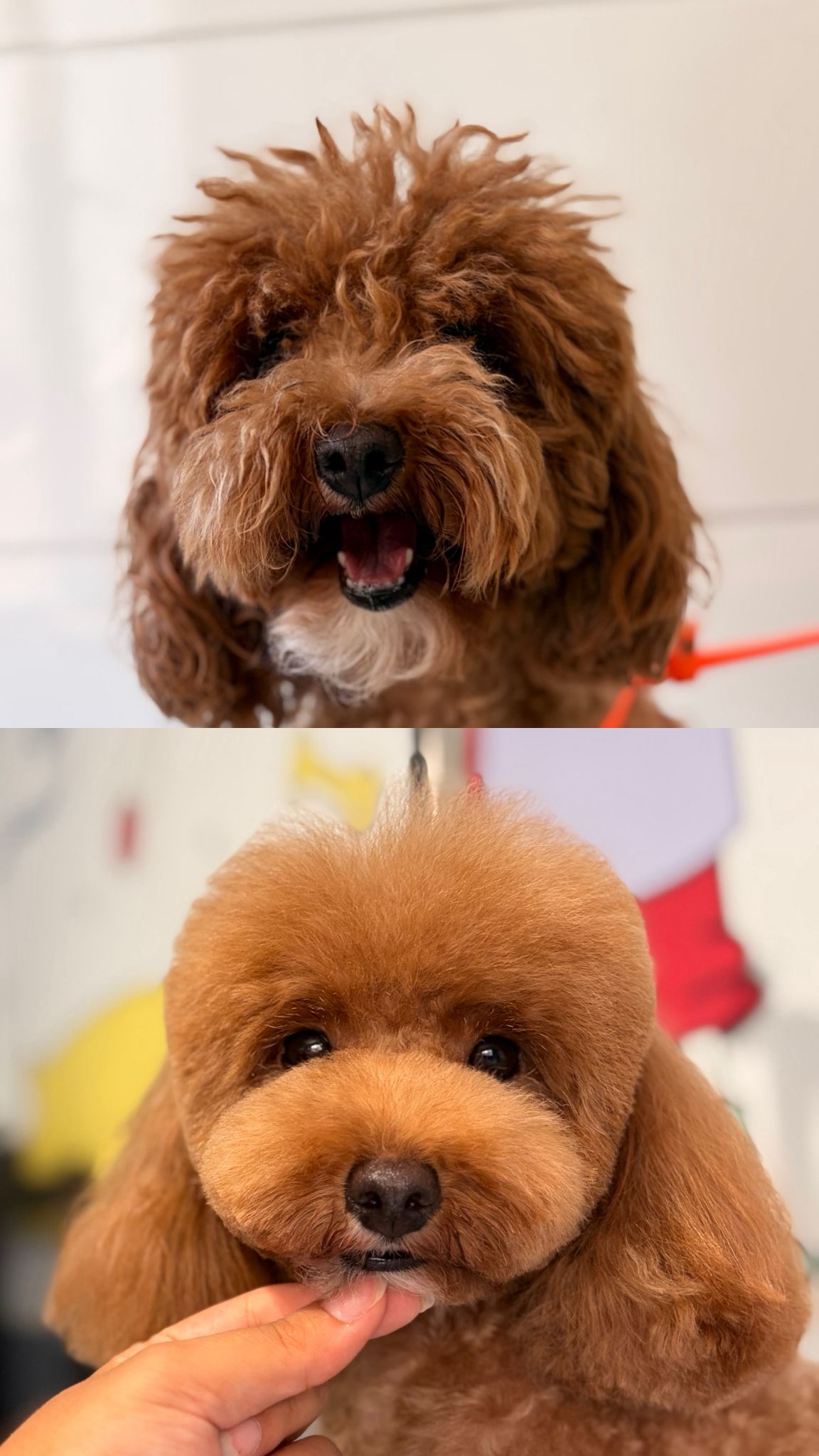 Köpek tıraşı öncesi ve sonrası bakım sonucu 4