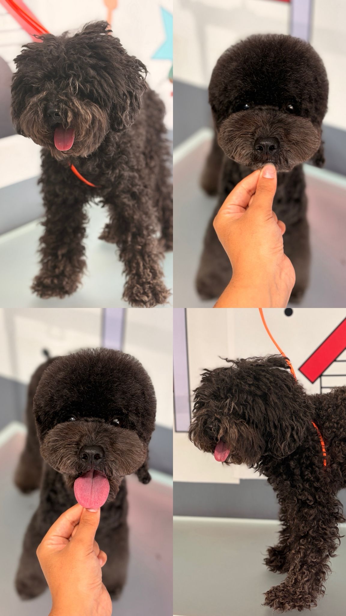 Köpek tıraşı öncesi ve sonrası sonucu 6