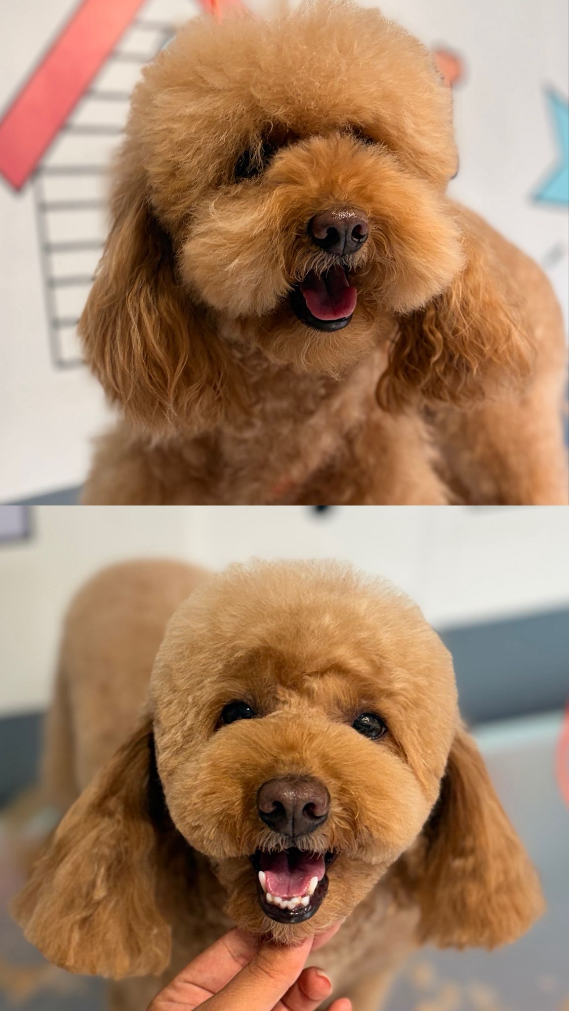Köpek tıraşı öncesi ve sonrası bakım sonucu 7