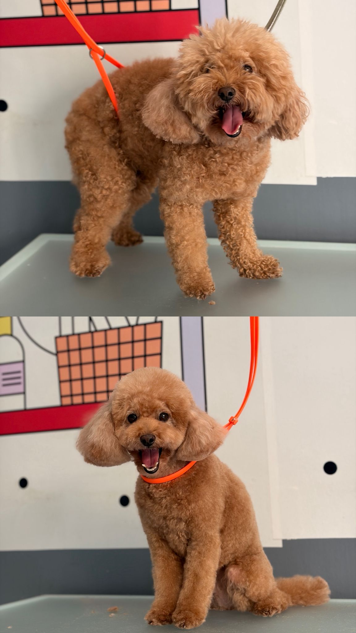 Köpek tıraşı öncesi ve sonrası bakım sonucu 8