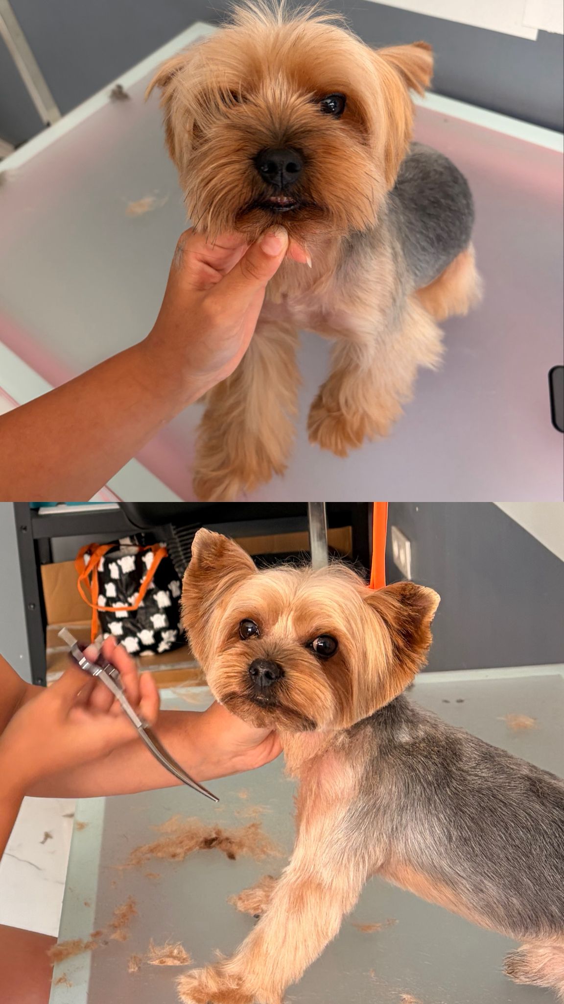 Köpek tıraşı öncesi ve sonrası bakım sonucu 9