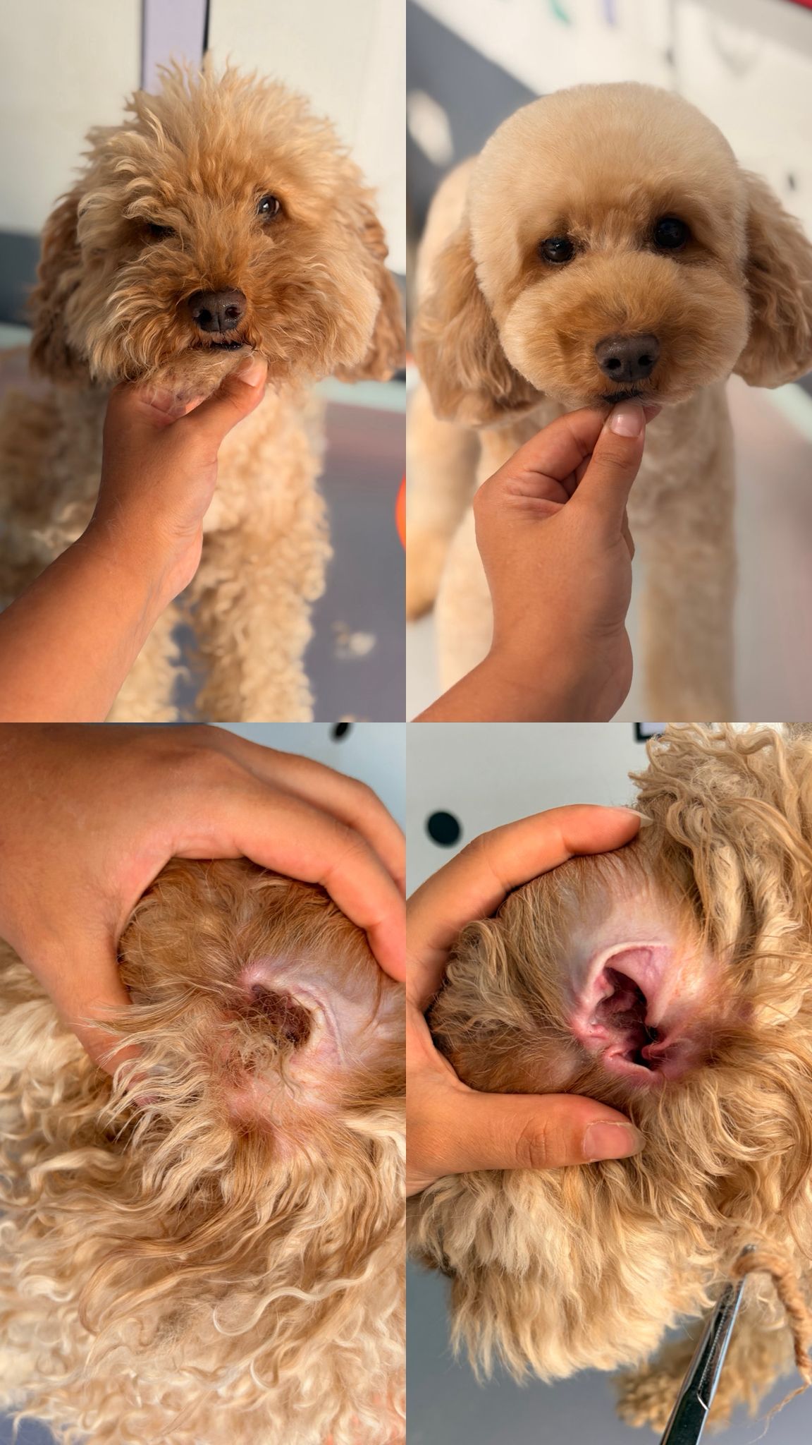 Köpek tıraşı öncesi ve sonrası bakım sonucu 10