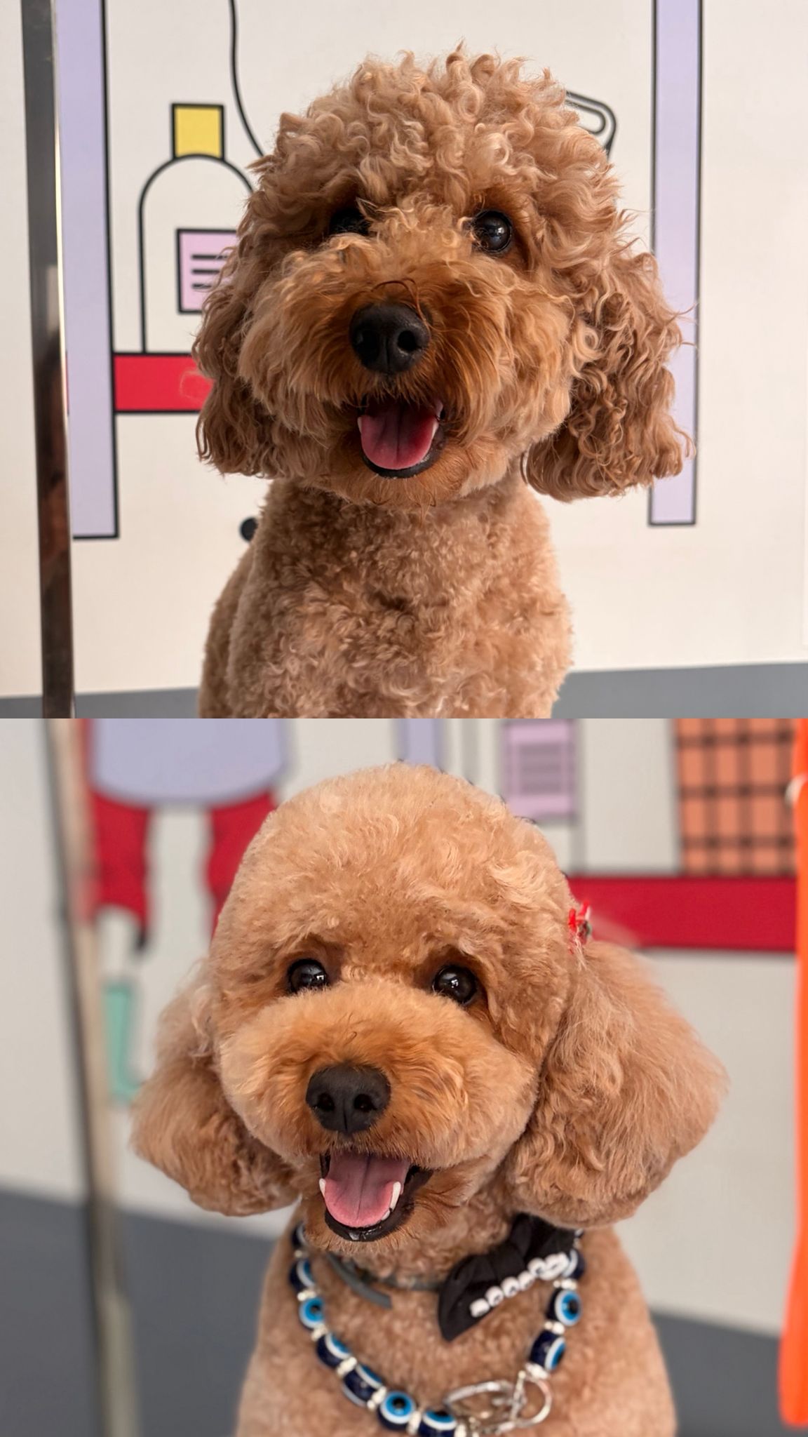 Köpek tıraşı öncesi ve sonrası sonucu 11